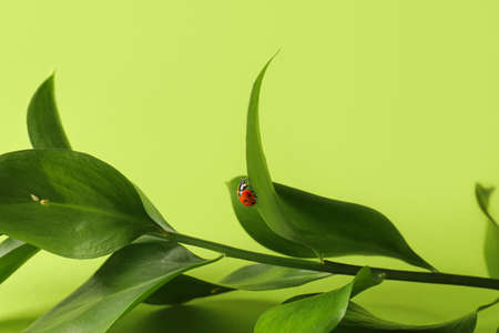 Plant branch and ladybug on color backgroundの写真素材