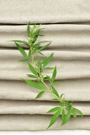 Hemp cloth with leaves, top viewの写真素材