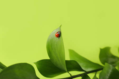 Plant branch and ladybird on color background, closeupの写真素材