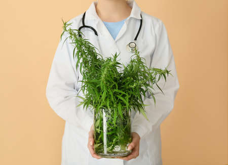 Female doctor with hemp plant on color background, closeupの写真素材