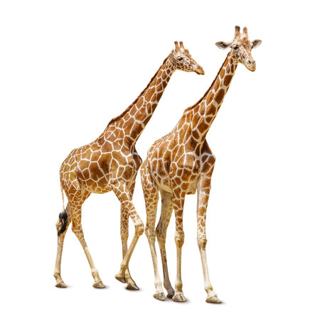 Cute giraffes isolated on whiteの写真素材