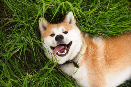 Cute Akita Inu dog lying on green grassの写真素材