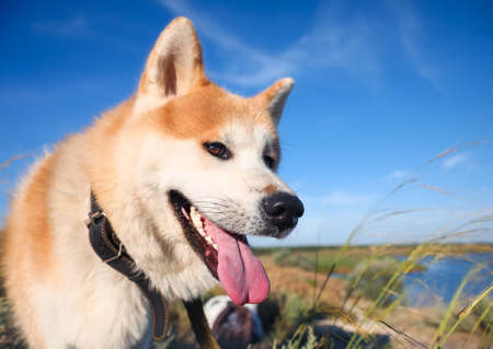 Cute Akita Inu dog on walk outdoors, closeupの写真素材