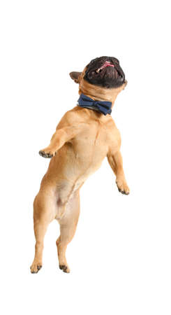 Cute jumping French bulldog on white backgroundの写真素材