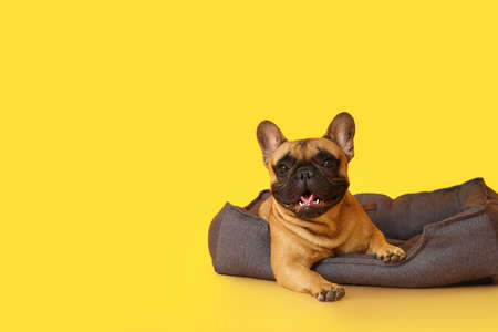Cute French bulldog in pet bed on color backgroundの写真素材
