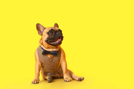 Cute fashionable French bulldog on color backgroundの写真素材