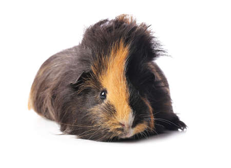 Cute guinea pig on white background