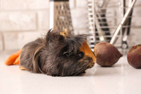 Cute guinea pig with food on kitchen table