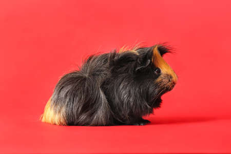 Cute guinea pig on red backgroundの写真素材
