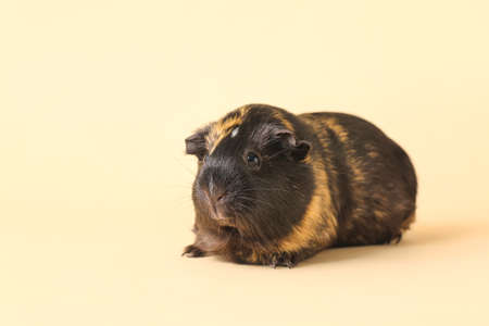 Cute guinea pig on beige backgroundの写真素材