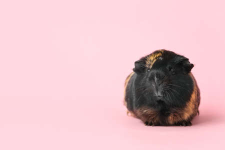 Cute guinea pig on pink backgroundの写真素材