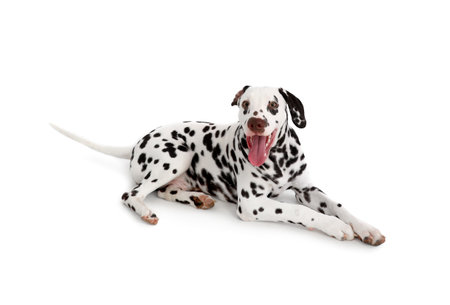 Funny Dalmatian dog lying on white backgroundの写真素材