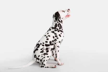 Funny Dalmatian dog sitting on white backgroundの写真素材