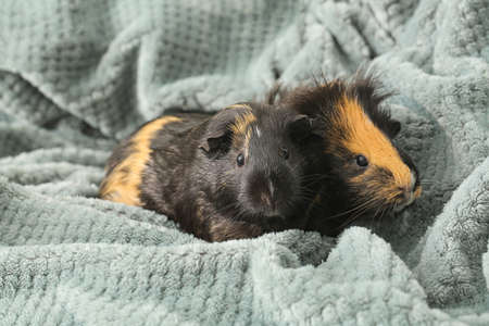 Cute guinea pigs on woolen blanketの写真素材