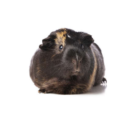 Cute guinea pig on white background