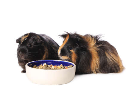 Cute guinea pigs with food on white backgroundの写真素材