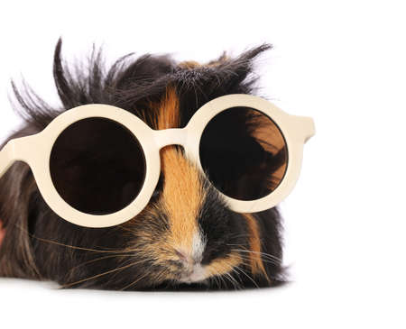 Cute guinea pig with sunglasses on white backgroundの写真素材