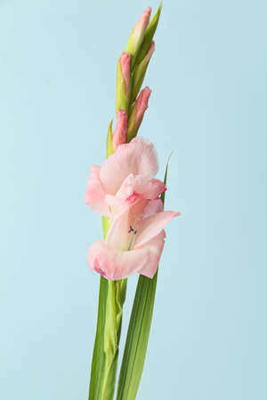 Magnificent gladiolus flowers on color backgroundの写真素材