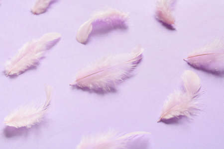 Beautiful feathers on lilac backgroundの写真素材