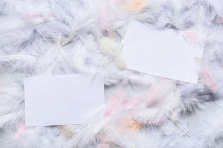 Beautiful feathers and blank cards as backgroundの写真素材