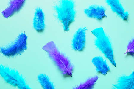 Beautiful blue feathers on color background