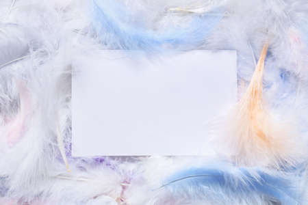 Beautiful feathers and blank card as backgroundの写真素材