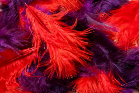 Beautiful bright feathers as backgroundの写真素材