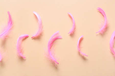 Beautiful pink feathers on color backgroundの写真素材