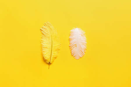 Beautiful feathers on yellow backgroundの写真素材