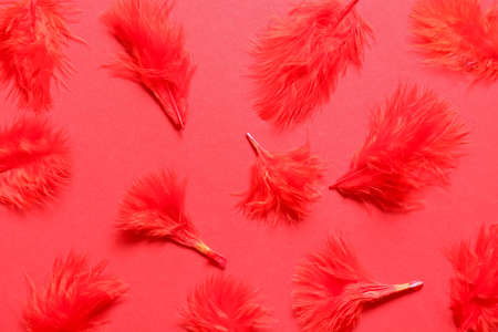 Beautiful red feathers on color background