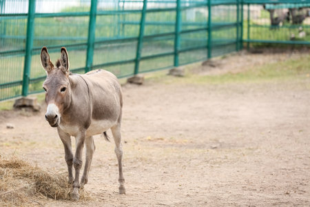 Gray donkey in zoological garden