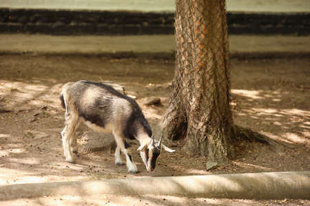 Cute small goat in zoological gardenの写真素材