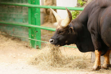 Indian bison in zoological gardenの写真素材