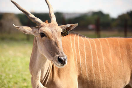 Eland (Tragelaphus oryx) in wildlife sanctuary