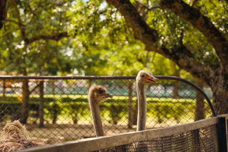 African ostriches in zoological gardenの写真素材