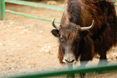 Cute yak in zoological garden