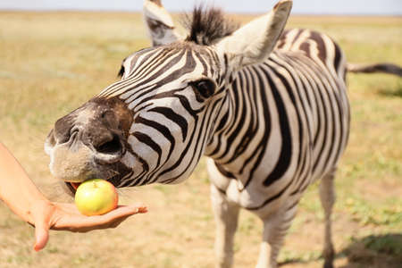 Tourist feeding beautiful zebra in wildlife sanctuaryの写真素材