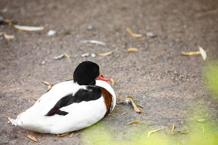 Cute duck in zoological garden