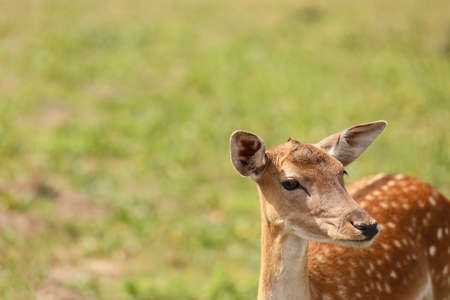 Beautiful deer in wildlife sanctuaryの写真素材