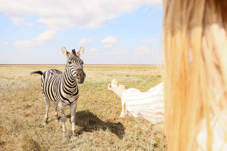 Female tourist feeding beautiful zebra in wildlife sanctuaryの写真素材