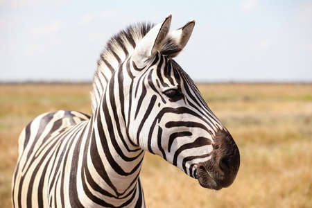 Beautiful zebra in wildlife sanctuaryの写真素材