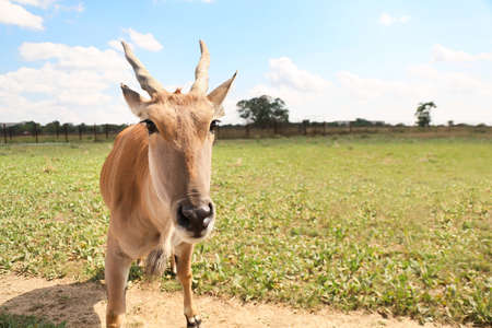 Eland (Tragelaphus oryx) in wildlife sanctuaryの写真素材