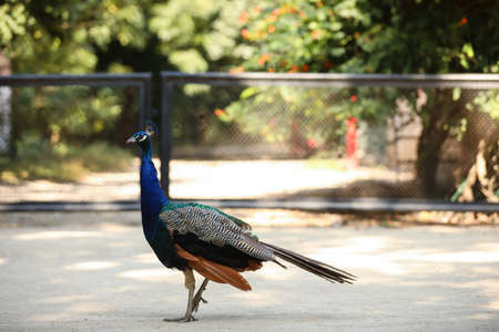 Beautiful peacock in zoological gardenの写真素材
