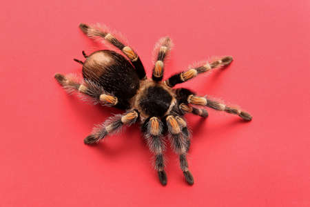 Scary tarantula spider on red backgroundの写真素材