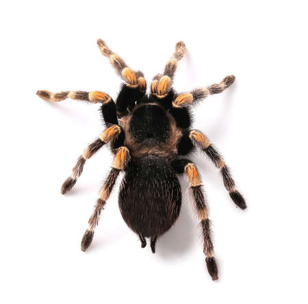 Scary tarantula spider on white backgroundの写真素材