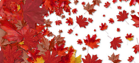 Many red maple leaves on white background. Banner design