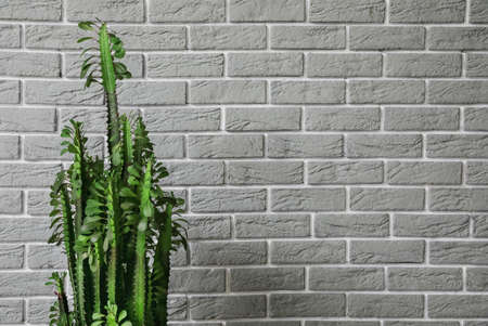Green cactus near gray brick wall