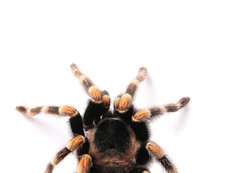 Scary tarantula spider on white backgroundの写真素材