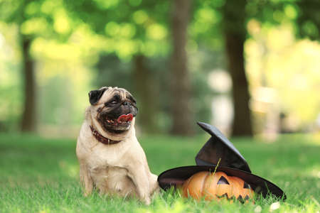 Cute pug dog with witch hat and Halloween pumpkin in parkの写真素材