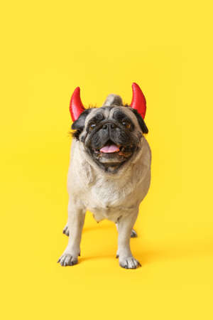 Cute pug dog with Halloween decor on color background